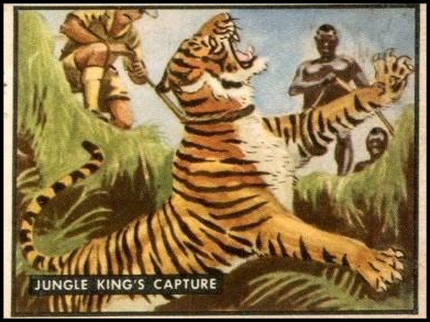 55 Jungle King's Capture